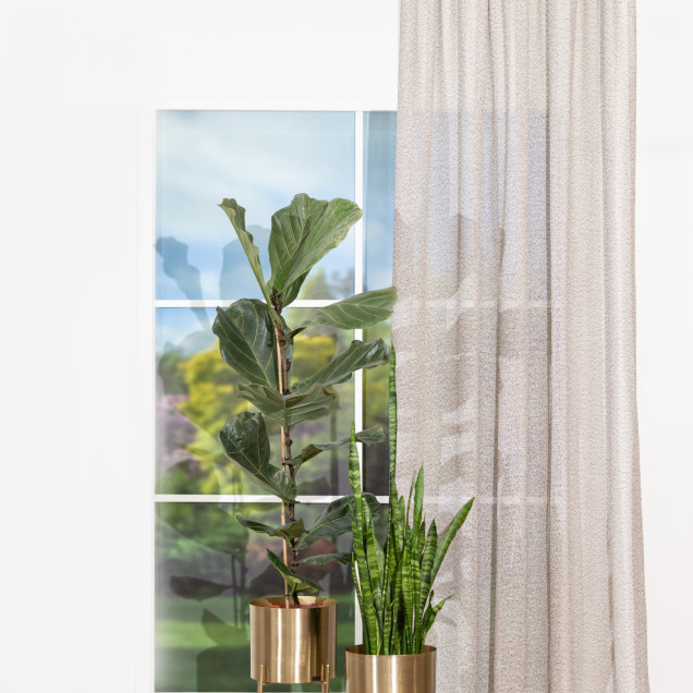 Perdea Provence, Maro