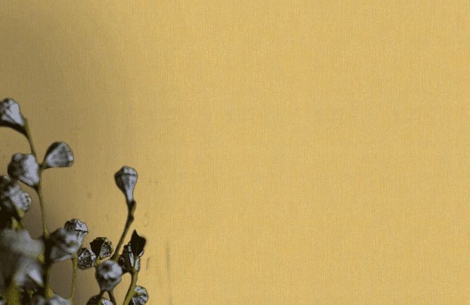 Tapet uni galben Rasch cod 545463 - imagine 3